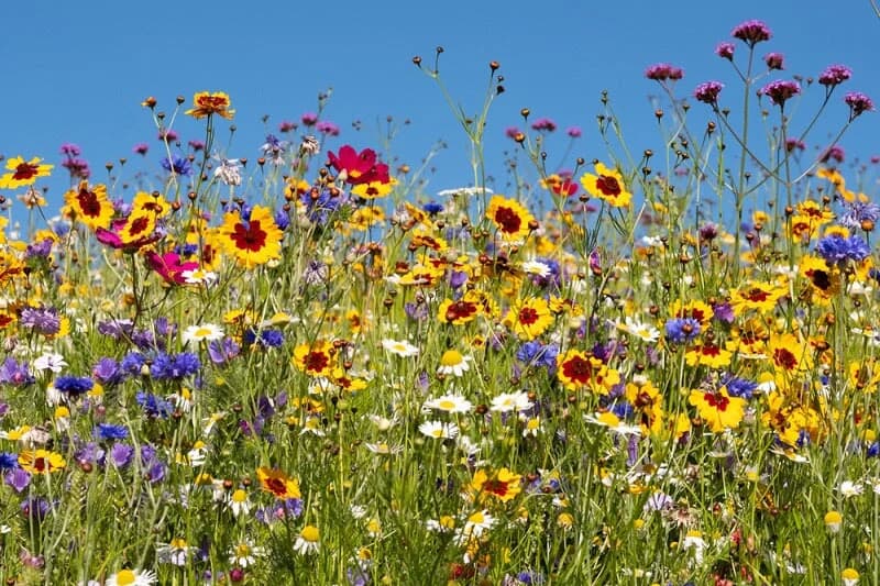 Unlocking the Power of Biodiversity Credits: How ucrop.it is Leading the Way in Sustainable Agriculture