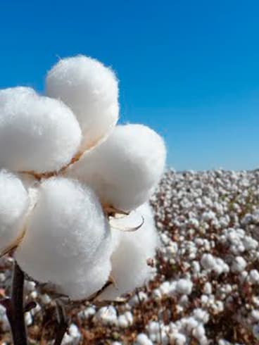 Cotton