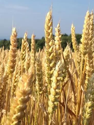 Wheat