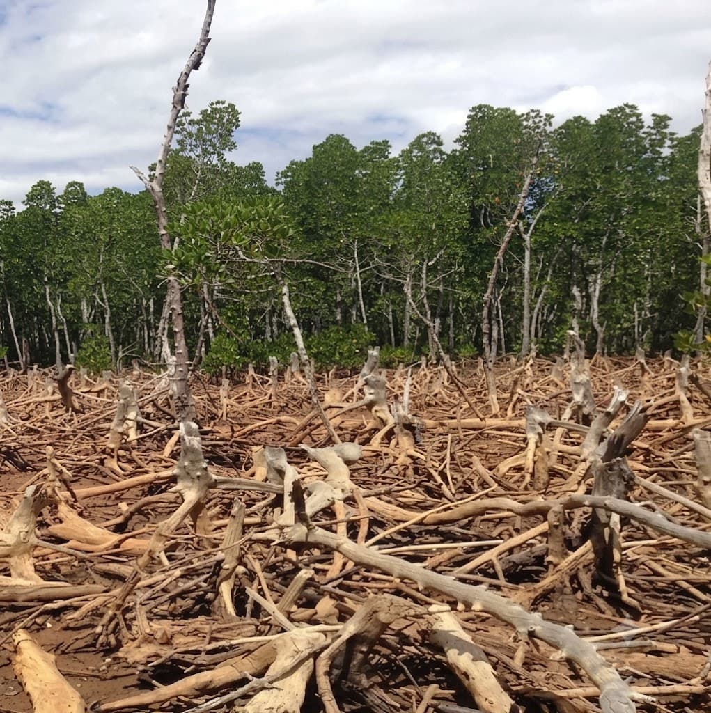 Timeline comparison showing forest cover changes over time via satellite imagery