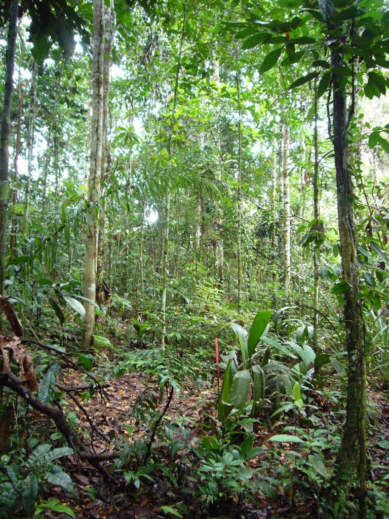 Protected native forest zones highlighted on topographic satellite map