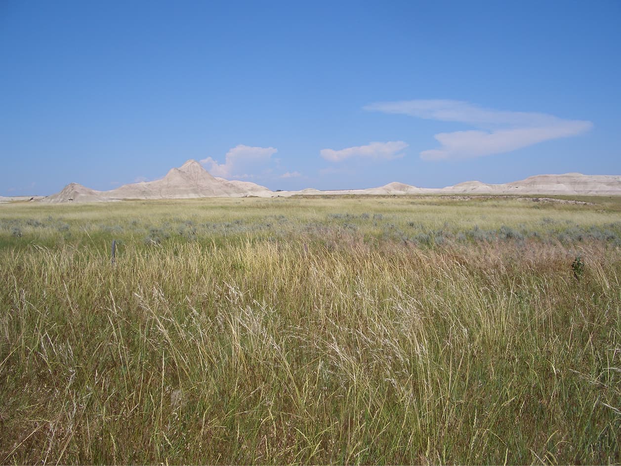 High-carbon grassland identification and preservation status