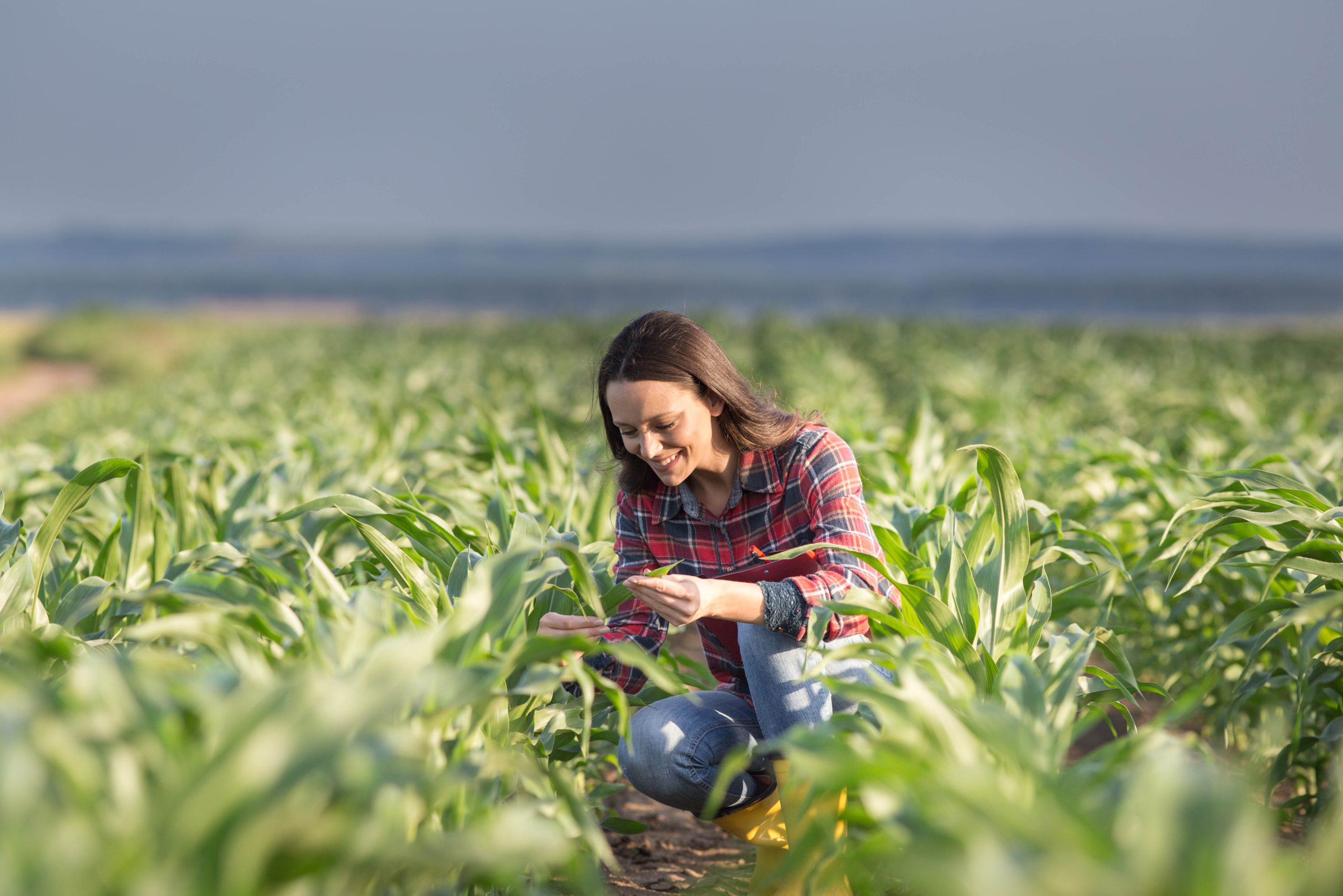 Pretty,young,farmer,woman,squatting,in,corn,field,in,early